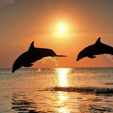 дельфины