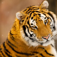 Схема вышивки «животные»