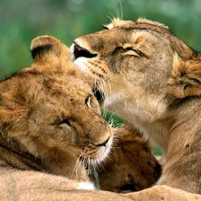 Схема вышивки «животные»