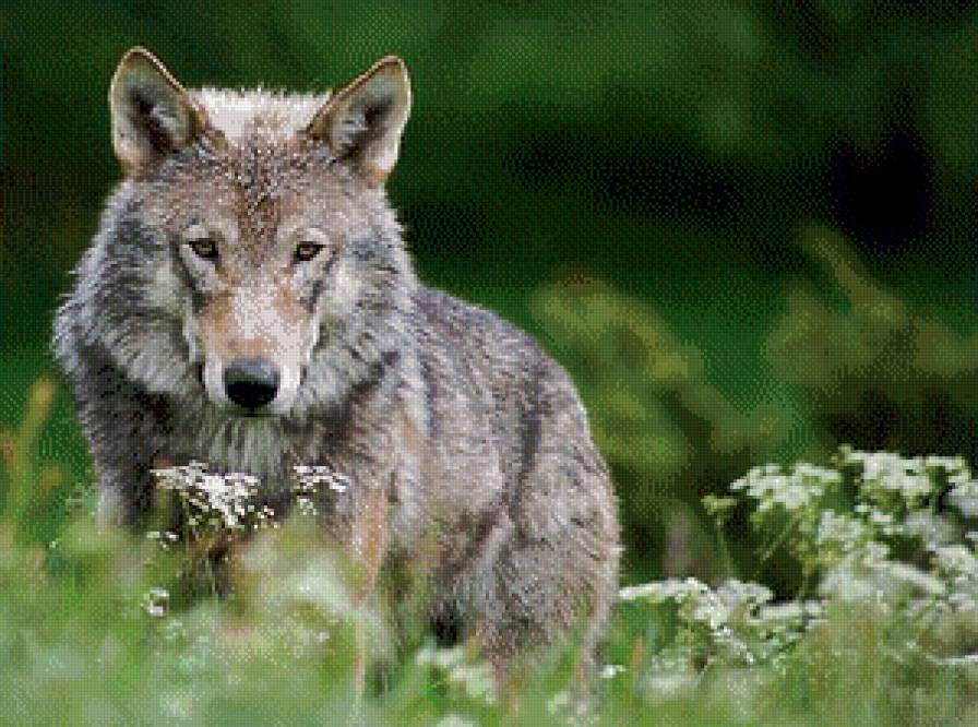 Хищник - волк, животные, хищник - предпросмотр