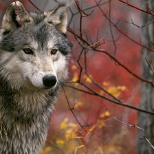 Схема вышивки «Волк»