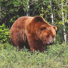 Схема вышивки «Косолапый»