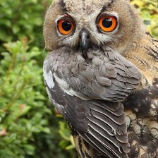 Схема вышивки «№712819»