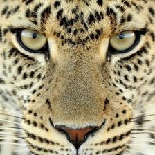 Схема вышивки «взгляд»