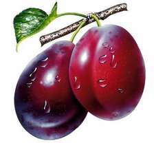 Схема вышивки «Сливы»