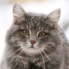 Схема вышивки «серия ,,кошки"»