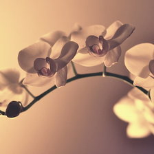 Схема вышивки «орхидея»