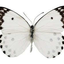 Схема вышивки «бабочка»