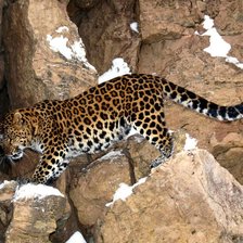 Схема вышивки «животные»