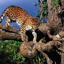 Схема вышивки «животные»