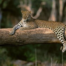 Схема вышивки «животные»