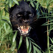 Схема вышивки «животные»