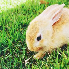 Схема вышивки «№713531»