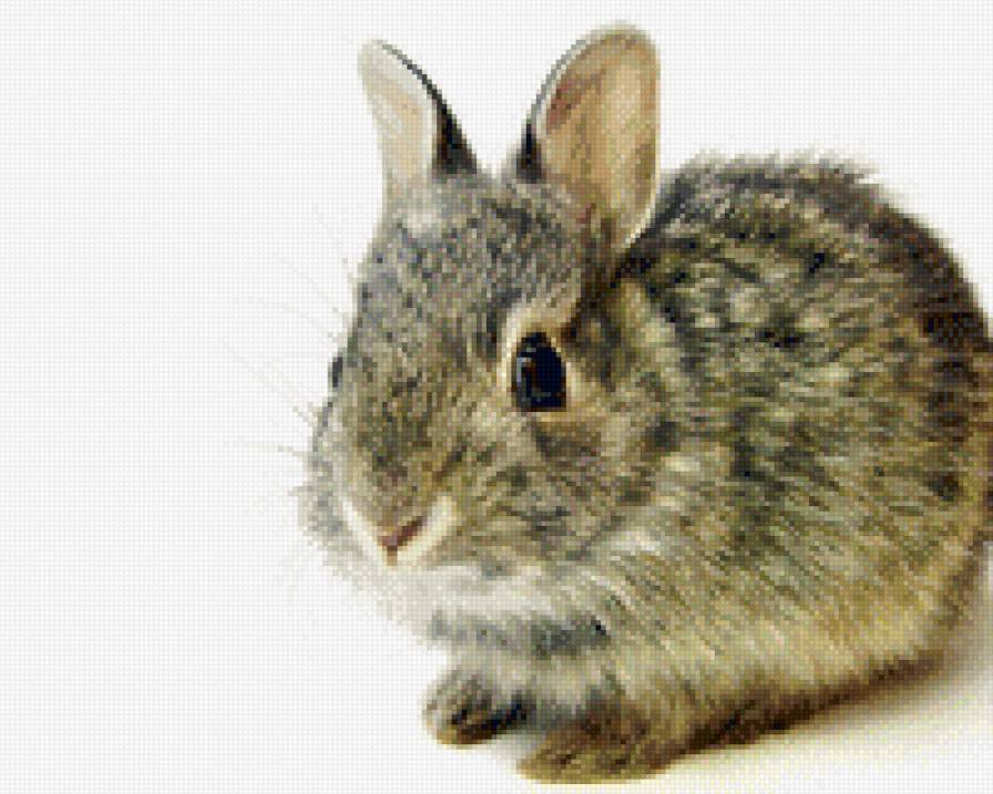 №713532 - звери, кролик, няшки, животные - предпросмотр