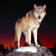 Схема вышивки «животные»