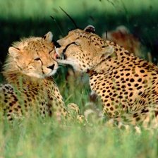 Схема вышивки «животные»