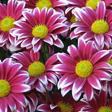 Схема вышивки «цветы»