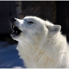 Схема вышивки «животные»