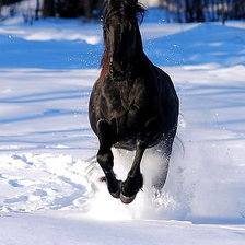 Схема вышивки «животные»