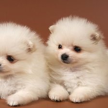 Схема вышивки «животные»