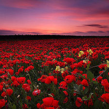 Схема вышивки «природа»