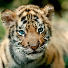 Схема вышивки «Тигренок»