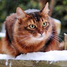 Схема вышивки «Кот»