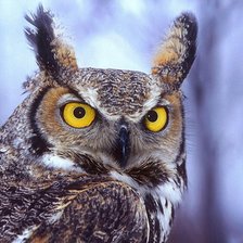 Схема вышивки «Сова»