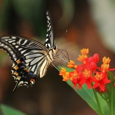 Схема вышивки «Бабочка1»