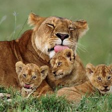 Схема вышивки «Львица и львята»