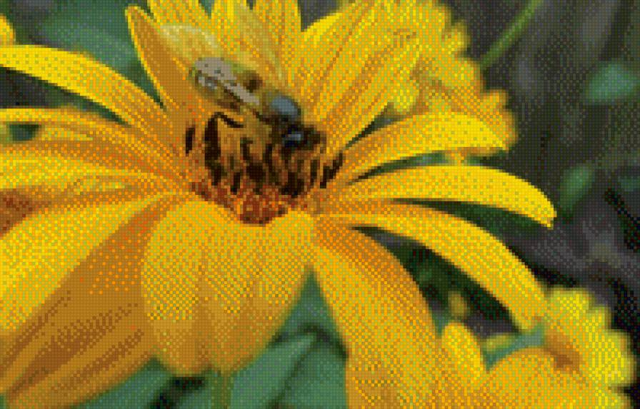 Пчелка - животные, природа, насекомые - предпросмотр