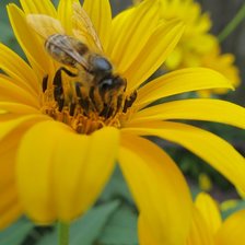 Схема вышивки «Пчелка»