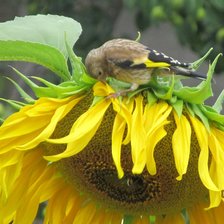 Схема вышивки «Воробей»