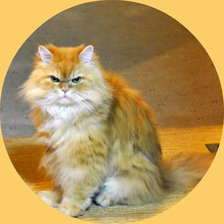 Схема вышивки «Кот»