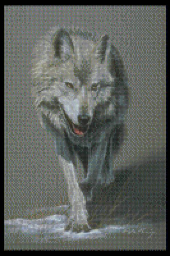 Волк - волки, животные, природа - предпросмотр