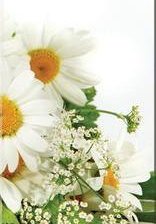 Схема вышивки «Триптих ромашки3»