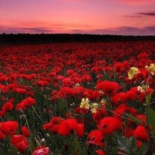 Схема вышивки «Маки»