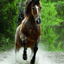 Схема вышивки «лошадь»