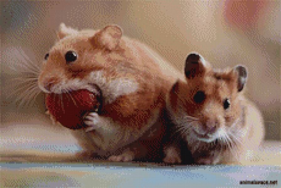 хомяки - предпросмотр