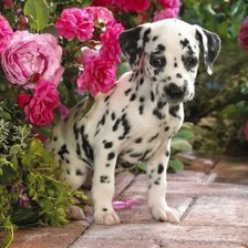 Схема вышивки «щенок»