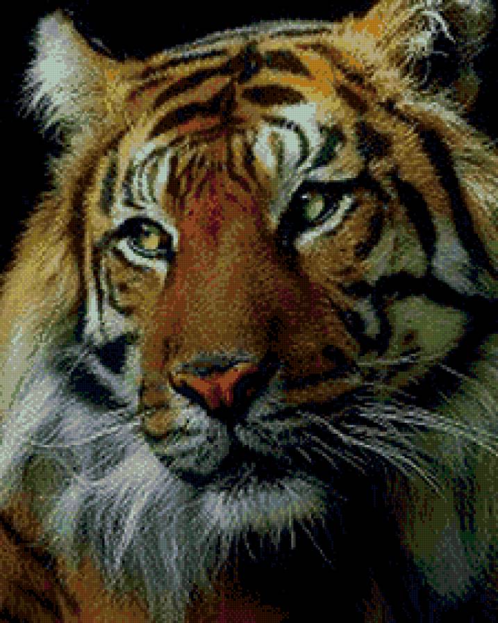 тигр - дикие животные - предпросмотр