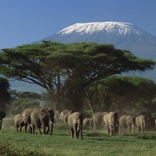 Схема вышивки «Стадо слонов»