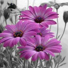 Схема вышивки «№714555»