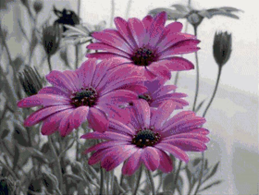 №714560 - цветы - предпросмотр