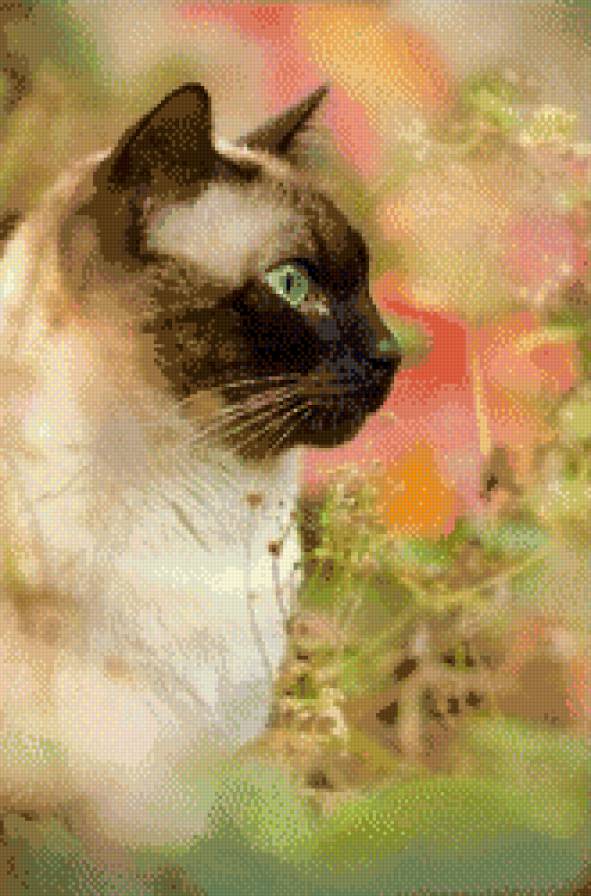 британец колор-пойнт - кот, сиамский, сиамец - предпросмотр