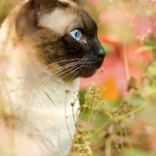 Схема вышивки «британец колор-пойнт»