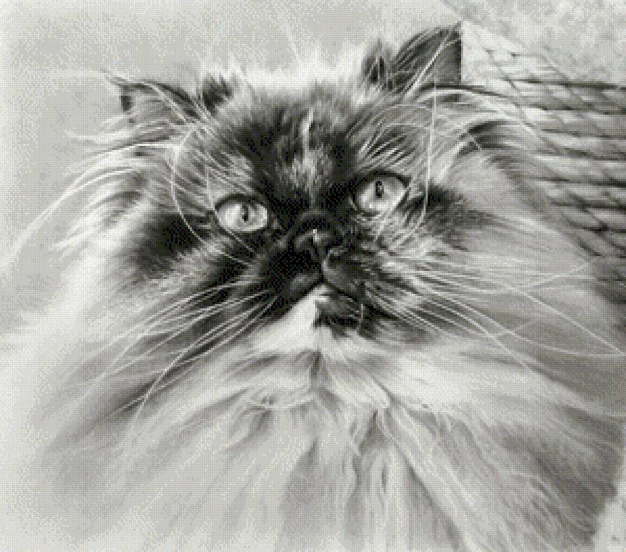 №714746 - черно-белое, морда, животное, кот, кошка - предпросмотр