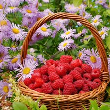 Схема вышивки «Малинка в ромашках»