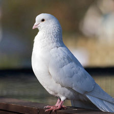 Схема вышивки «голубь»