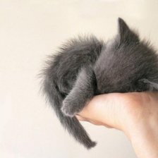 Схема вышивки «Котенок»